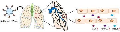 A Vicious Cycle: In Severe and Critically Ill COVID-19 Patients